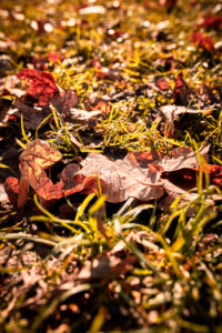 Wassertropfen auf braunen Eichenblättern, herbstliche Stimmung Wassertropfen auf braunen Eichenblättern, herbstliche Stimmung